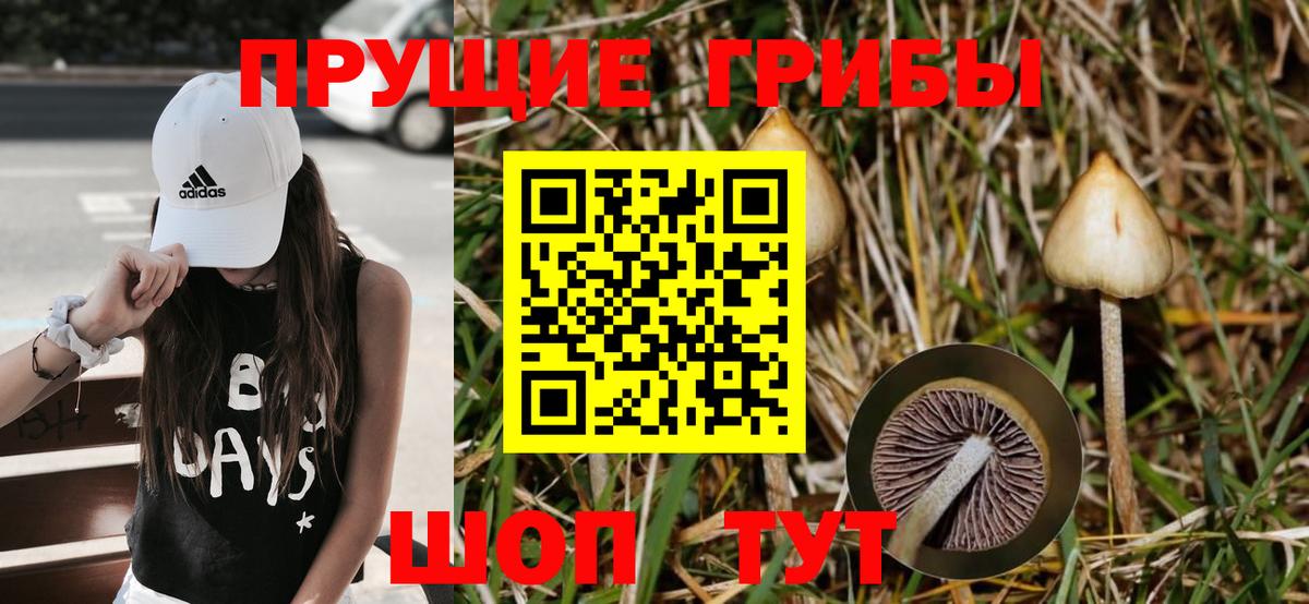 Псилоцибиновые грибы мицелий Вятские Поляны
